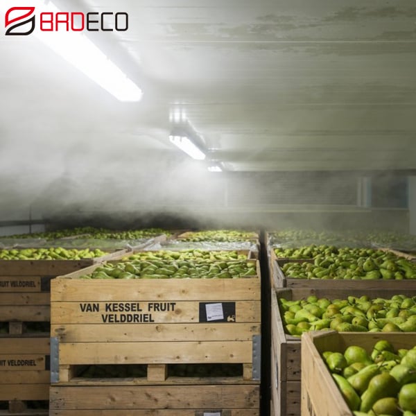 Industrial Equipment Refrigerated Fruit And Vegetable Large Cold Storage Room